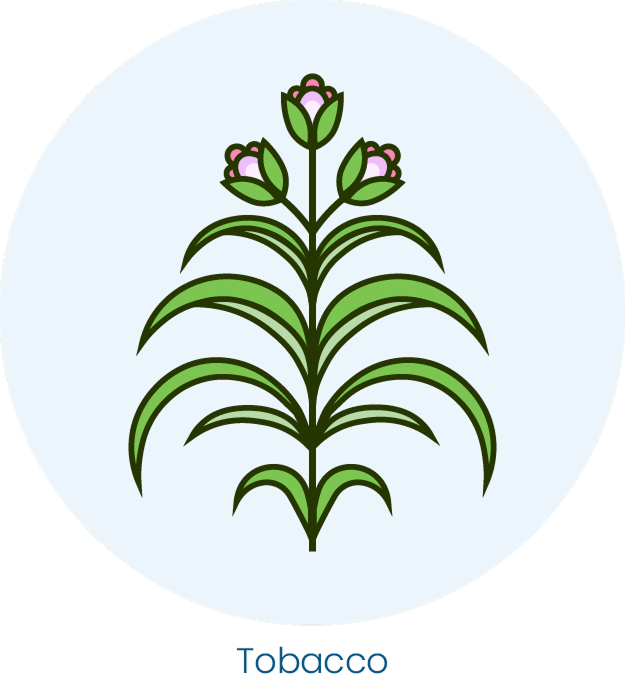A stylized green tobacco plant with three small pink buds, centered within a light blue circle.