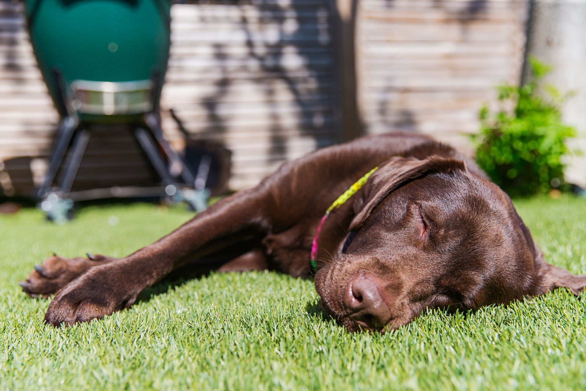 A brown dog is laying on top of a lush green lawn.