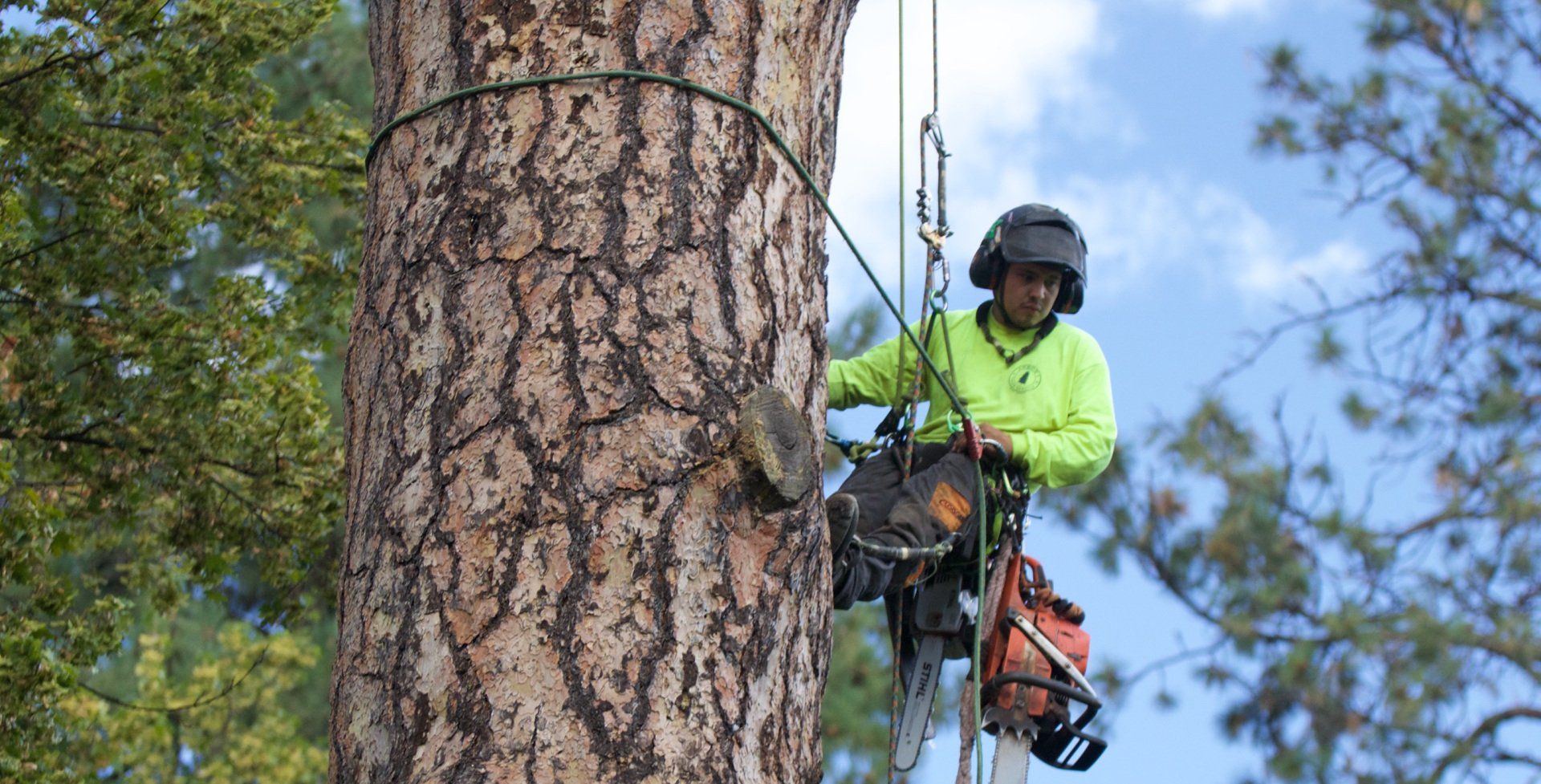 Tree service in Fayetteville, NC 