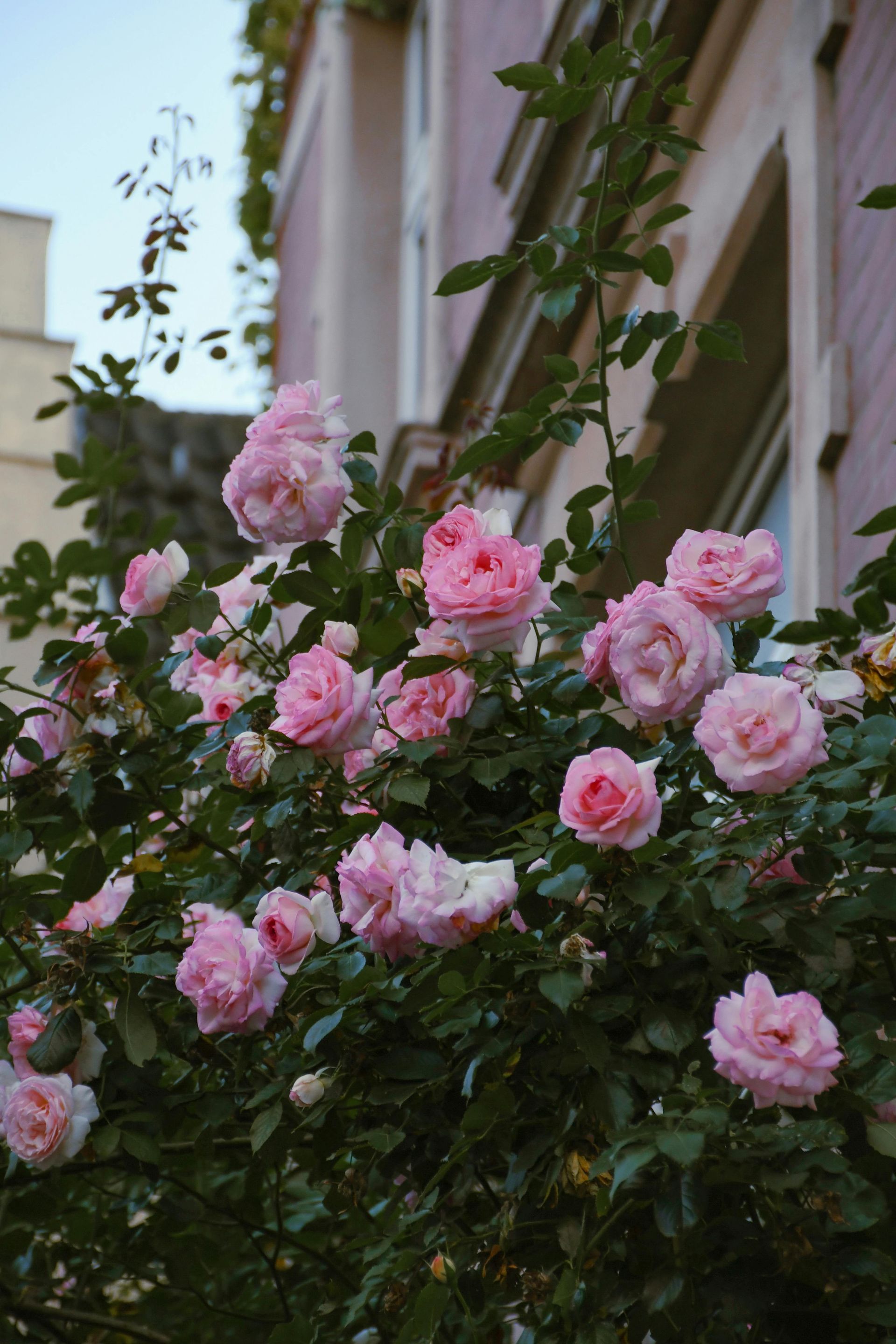 A bush of pink roses is growing in front of a pink building.