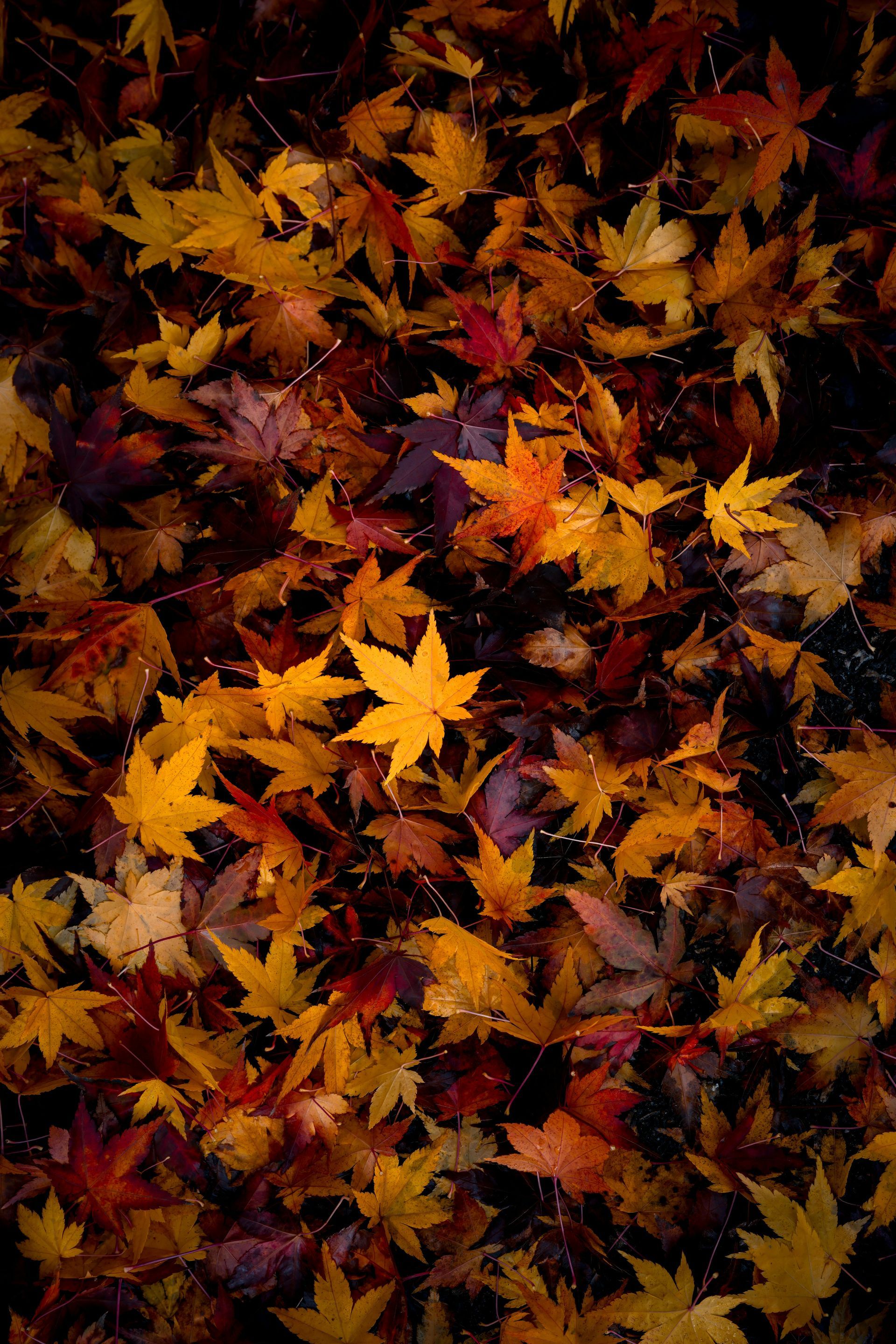 A pile of autumn leaves are laying on the ground.