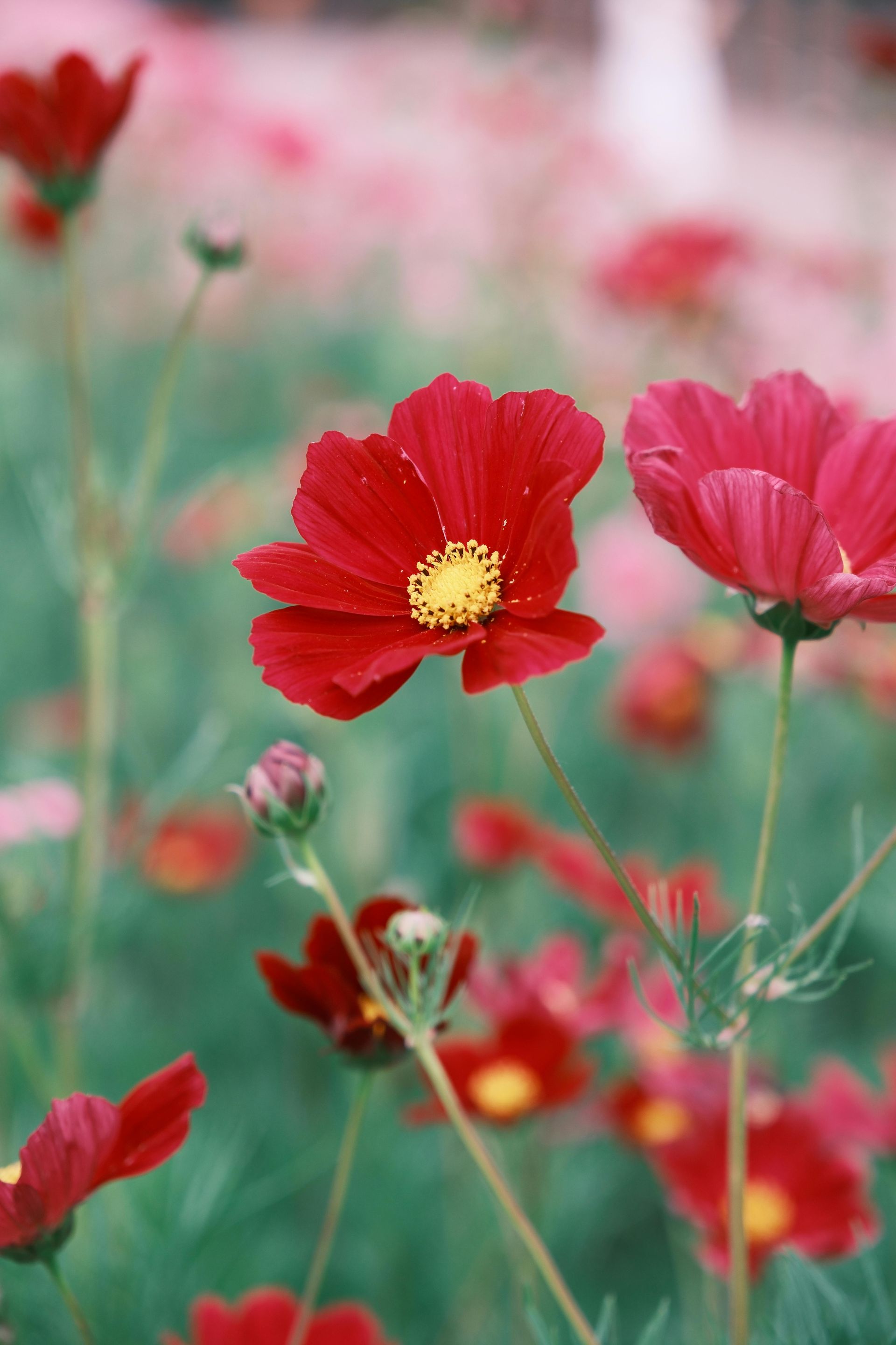 A field of red flowers with a yellow center