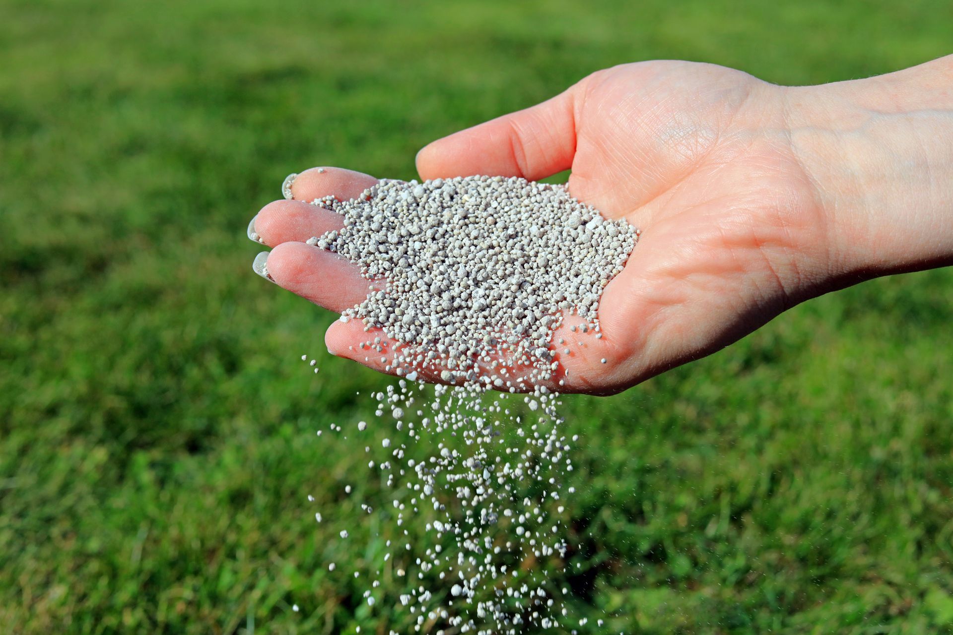 Applying slow-release fertilizer to summer lawn in Lynden, WA
