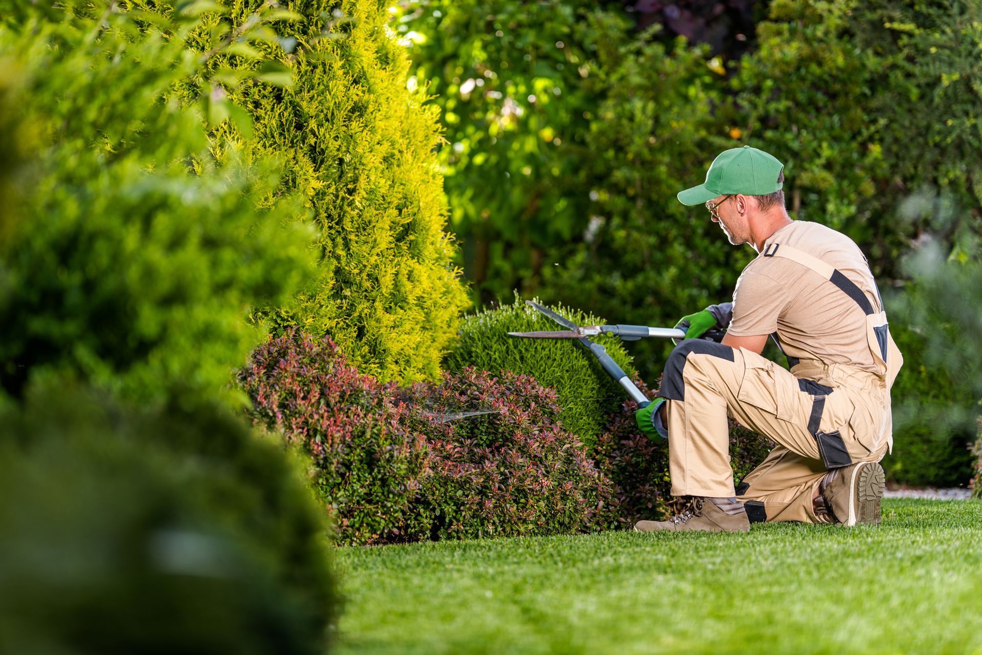 Gardener Cutting a Bush With a Hedge Trimmer