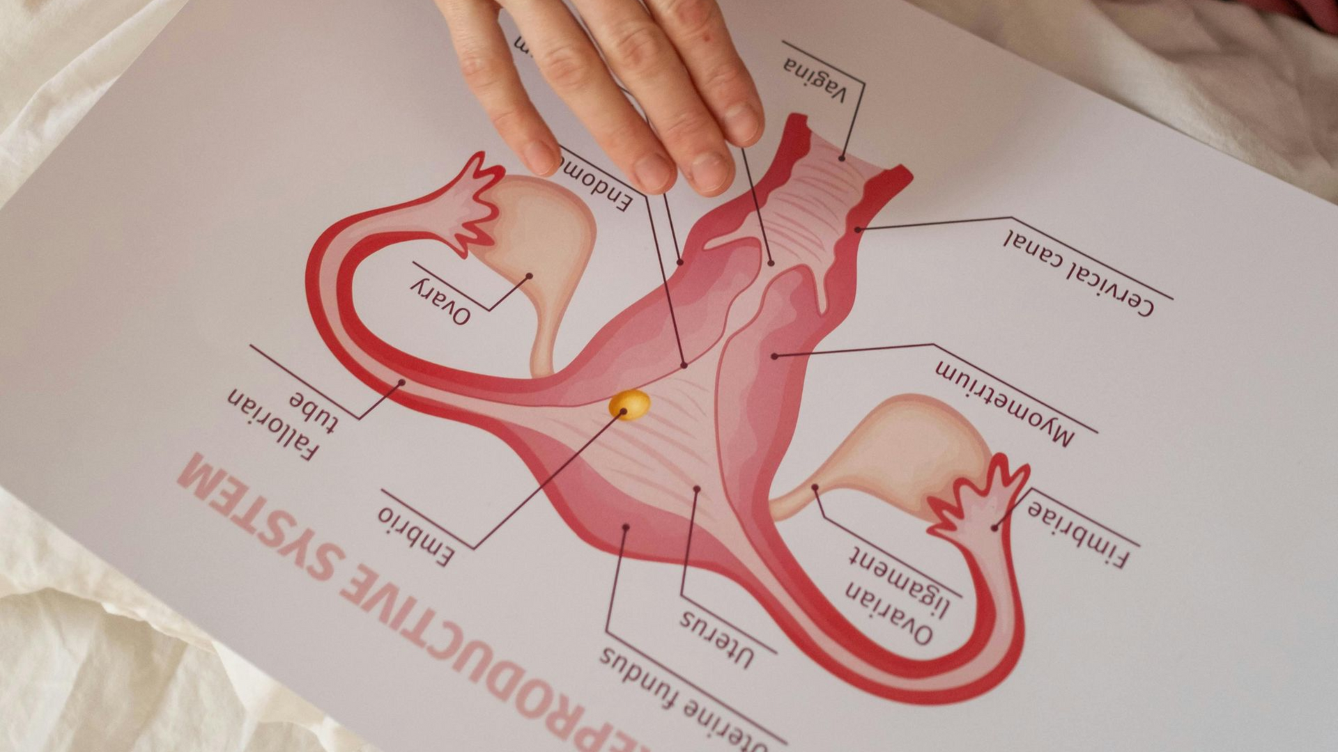Diagram of the female reproductive system with a hand pointing to a yellow dot in the uterus.