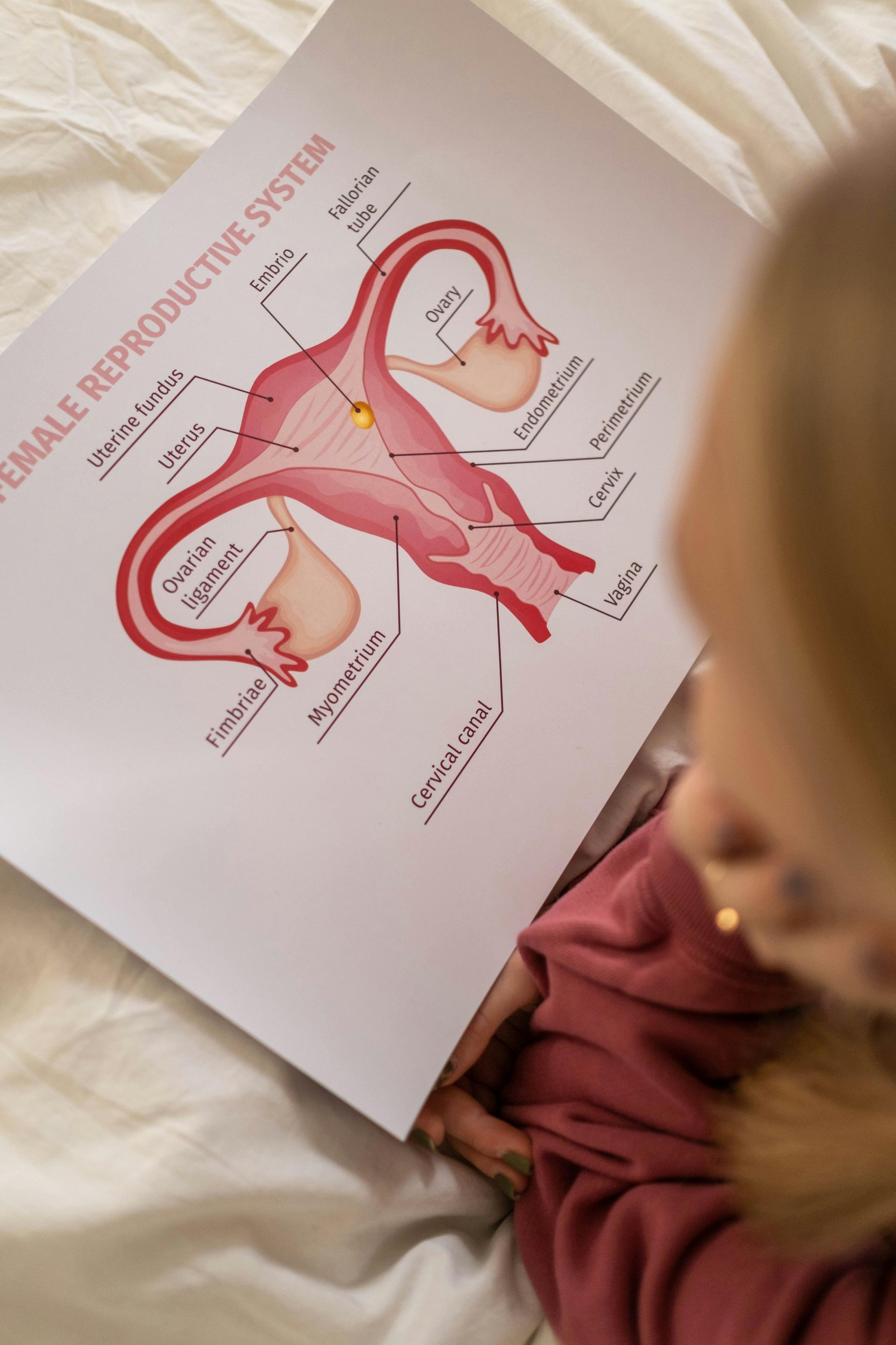 Person studying a diagram of the female reproductive system.