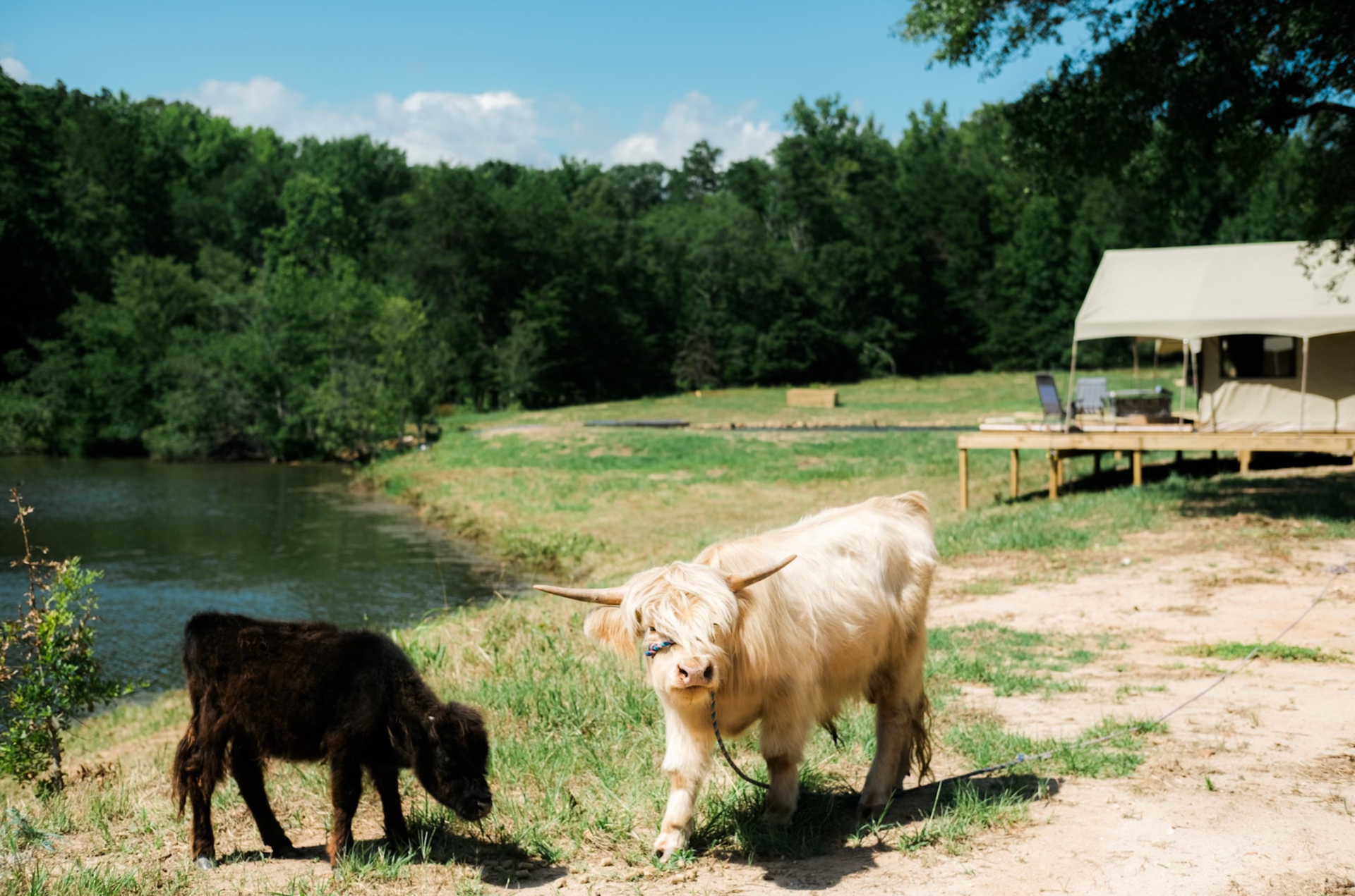 Two cows are grazing in a field next to a lake.