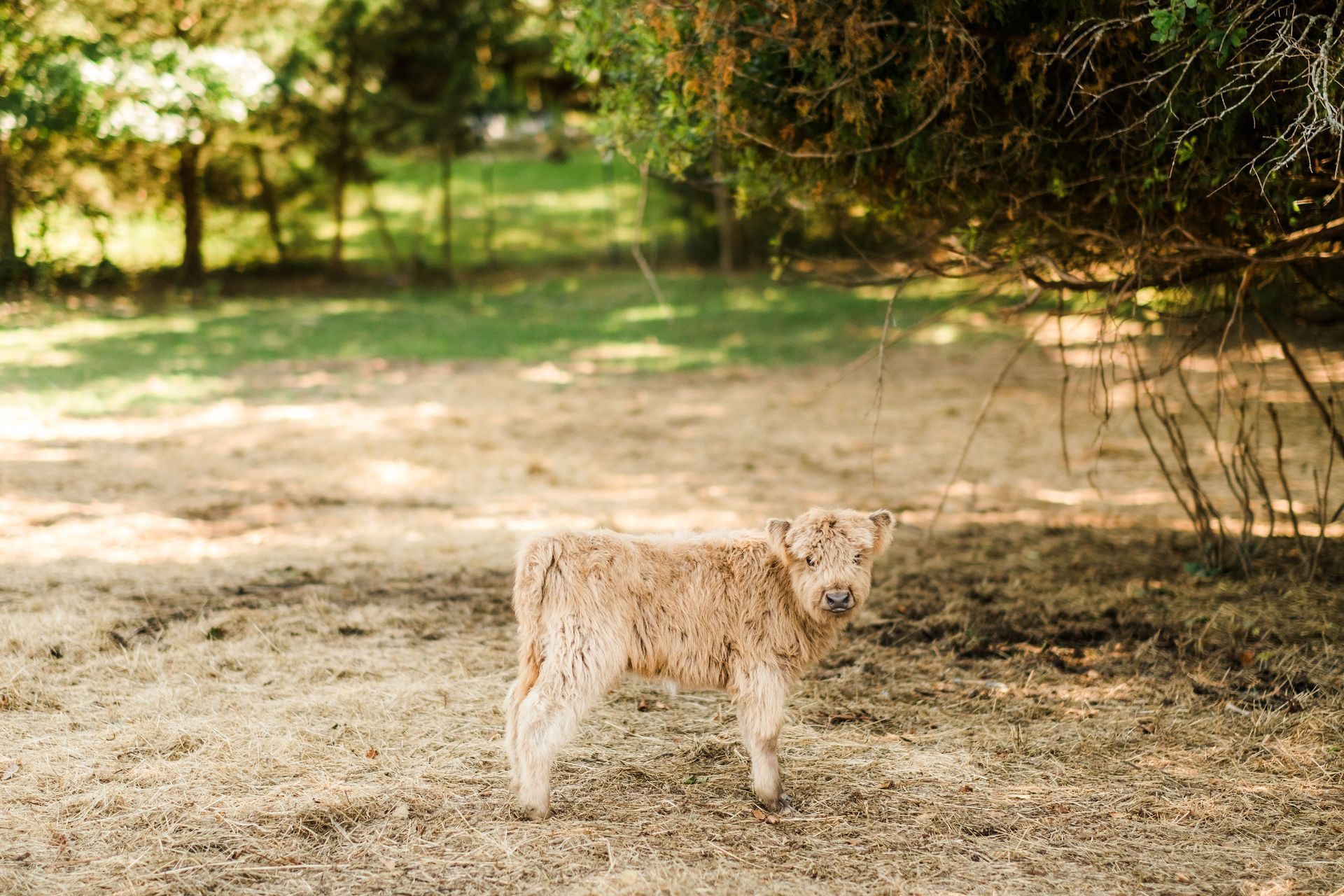A baby cow is standing in a field next to a tree.