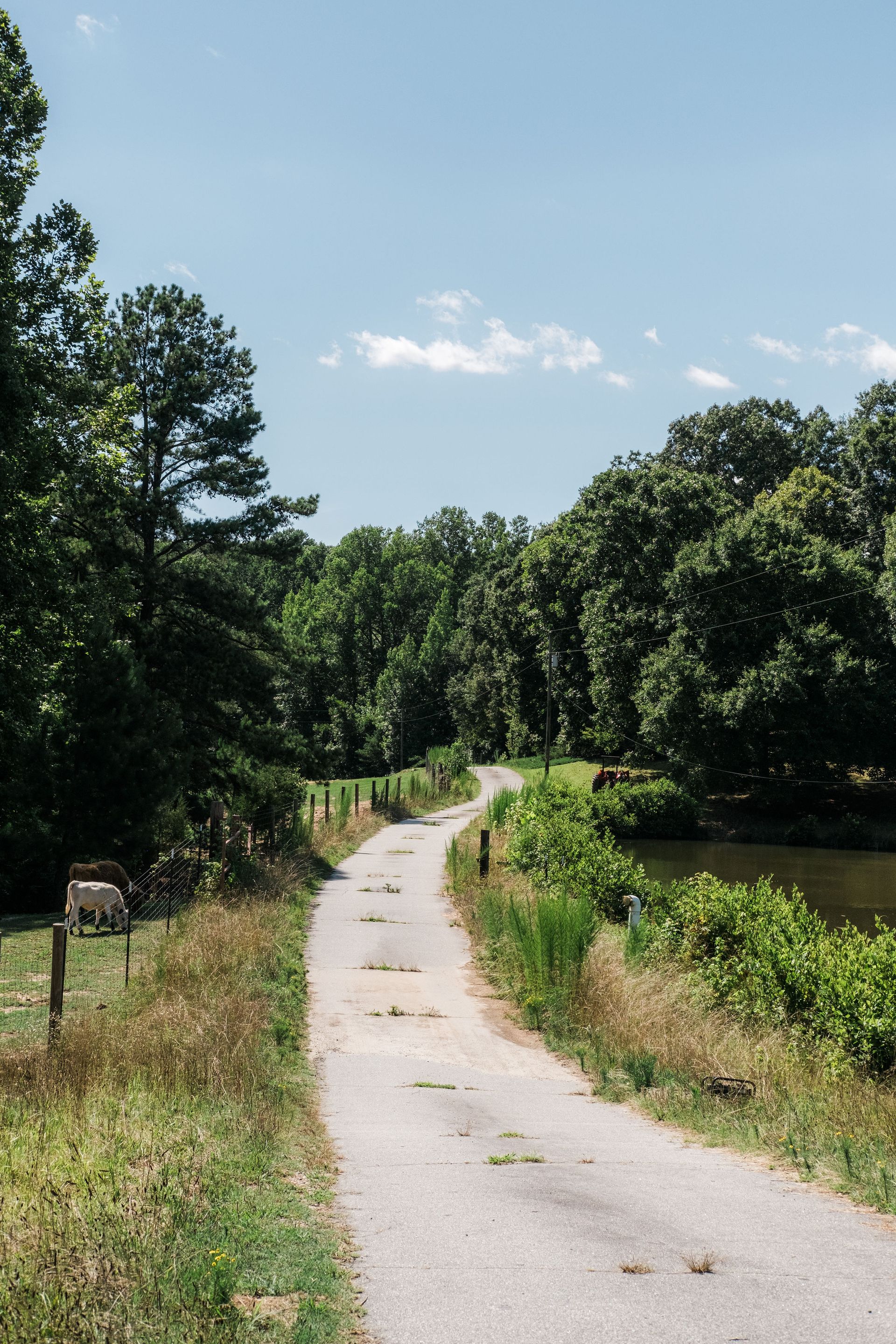 A dirt road going through a forest next to a body of water.