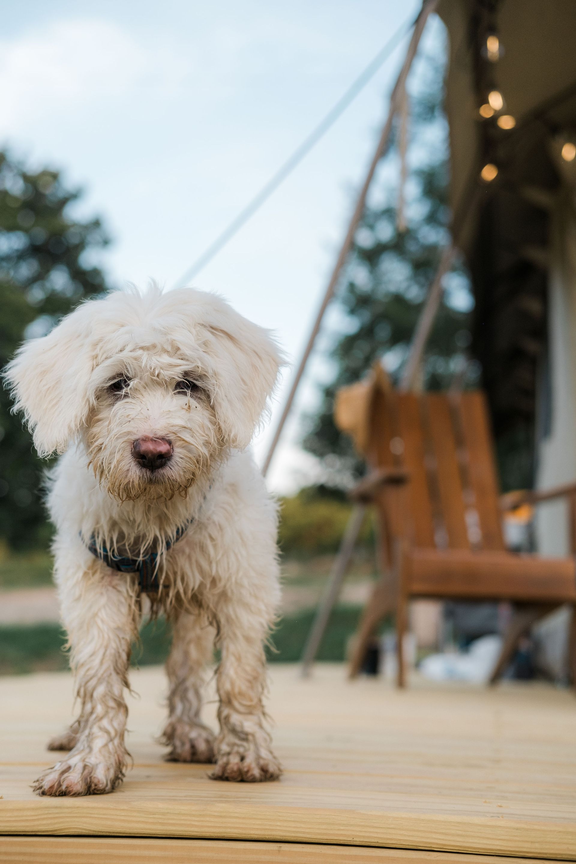 A small white dog is standing on a wooden deck in front of a tent.