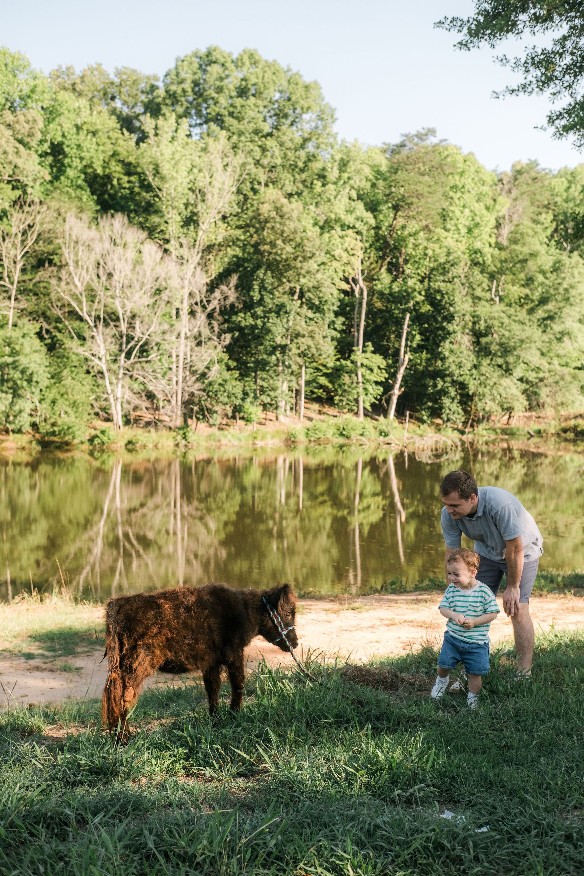 A brown cow with long horns is walking down a road.