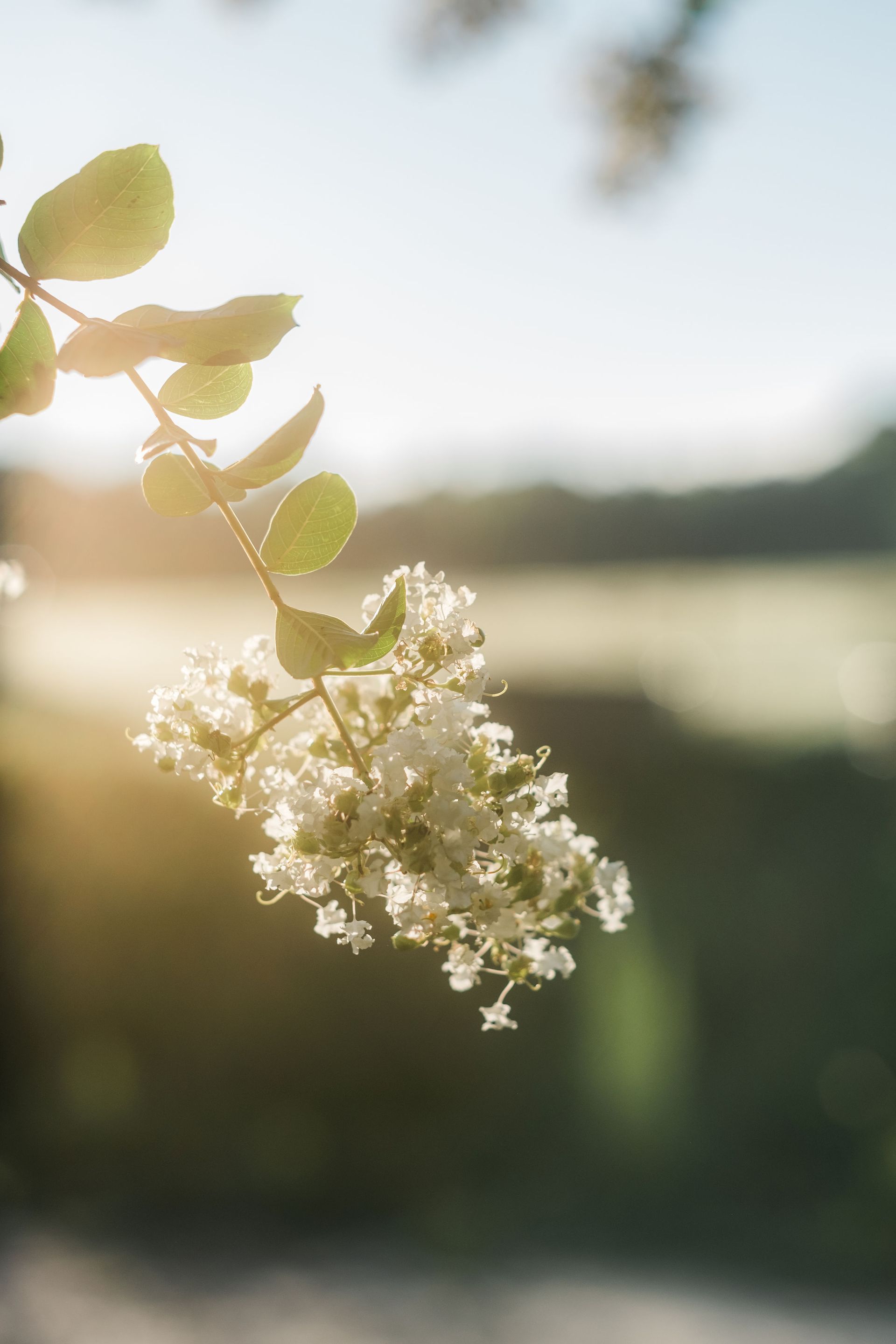 A close up of a white flower on a tree branch with the sun shining through the leaves.