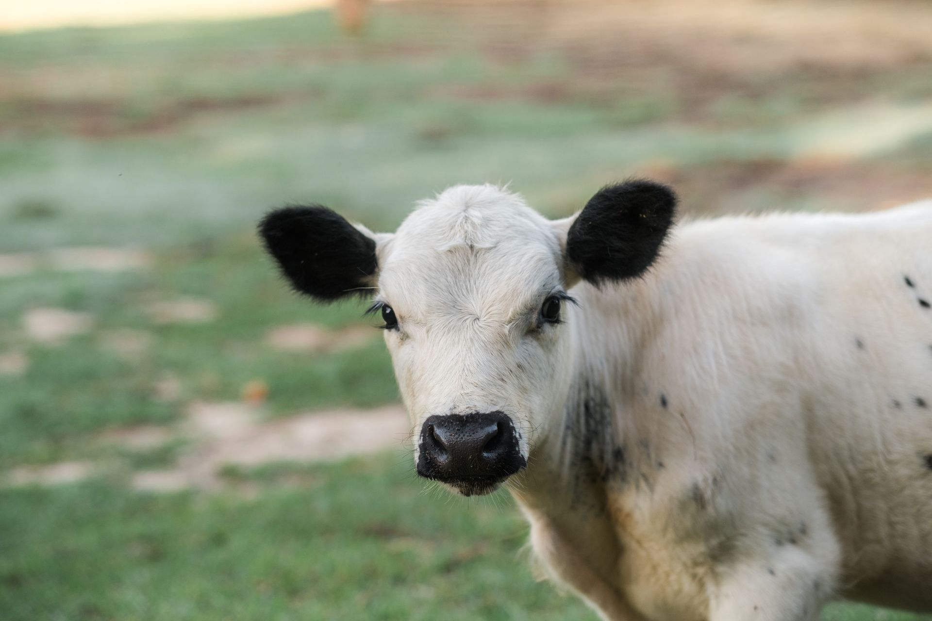A white cow with black spots is standing in the grass and looking at the camera.