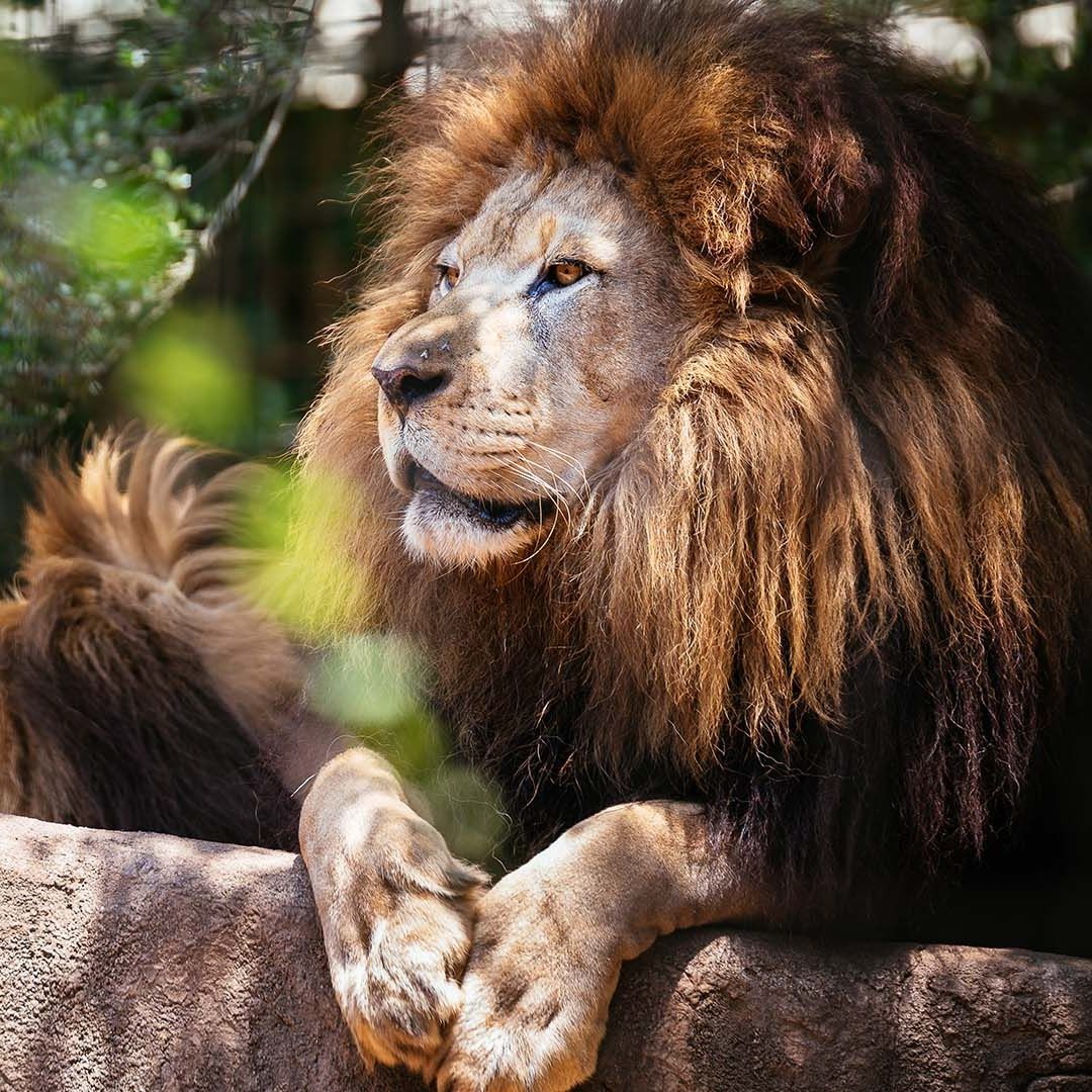 A close up of a lion sitting on a rock
