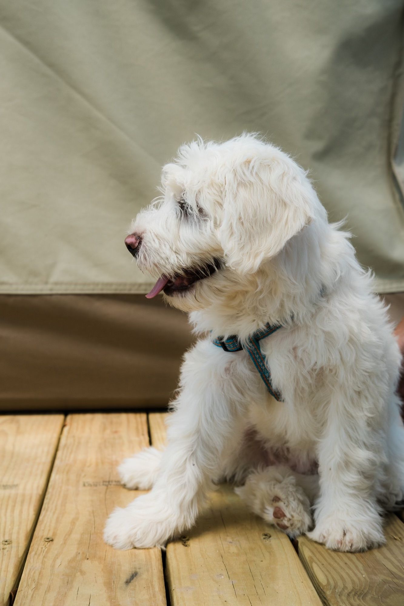 A small white dog is sitting on a wooden deck.