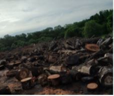 A pile of logs in a field with trees in the background