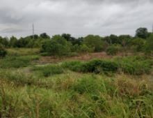 A field of tall grass and trees with a cloudy sky in the background.
