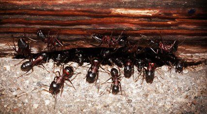 Ant treatment