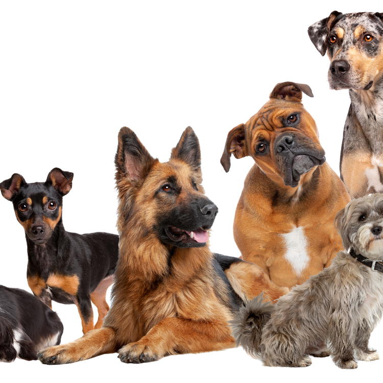 pet waste removal henrico va - bon-air va - poop scooper tuckahoe va