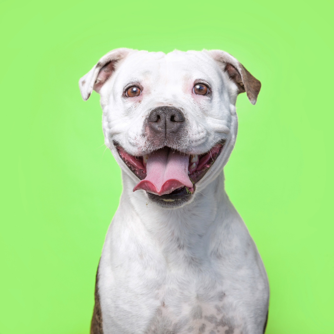 pooper scooper henrico va - waste not wanted