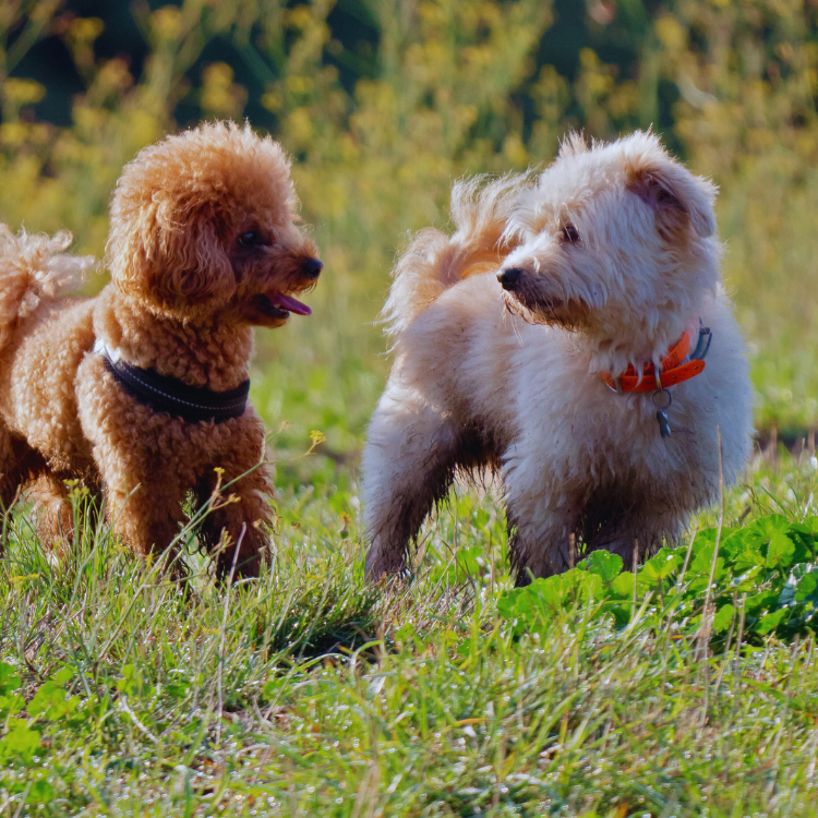 pooper scooper glen allen va - waste not wanted pet waste removal
