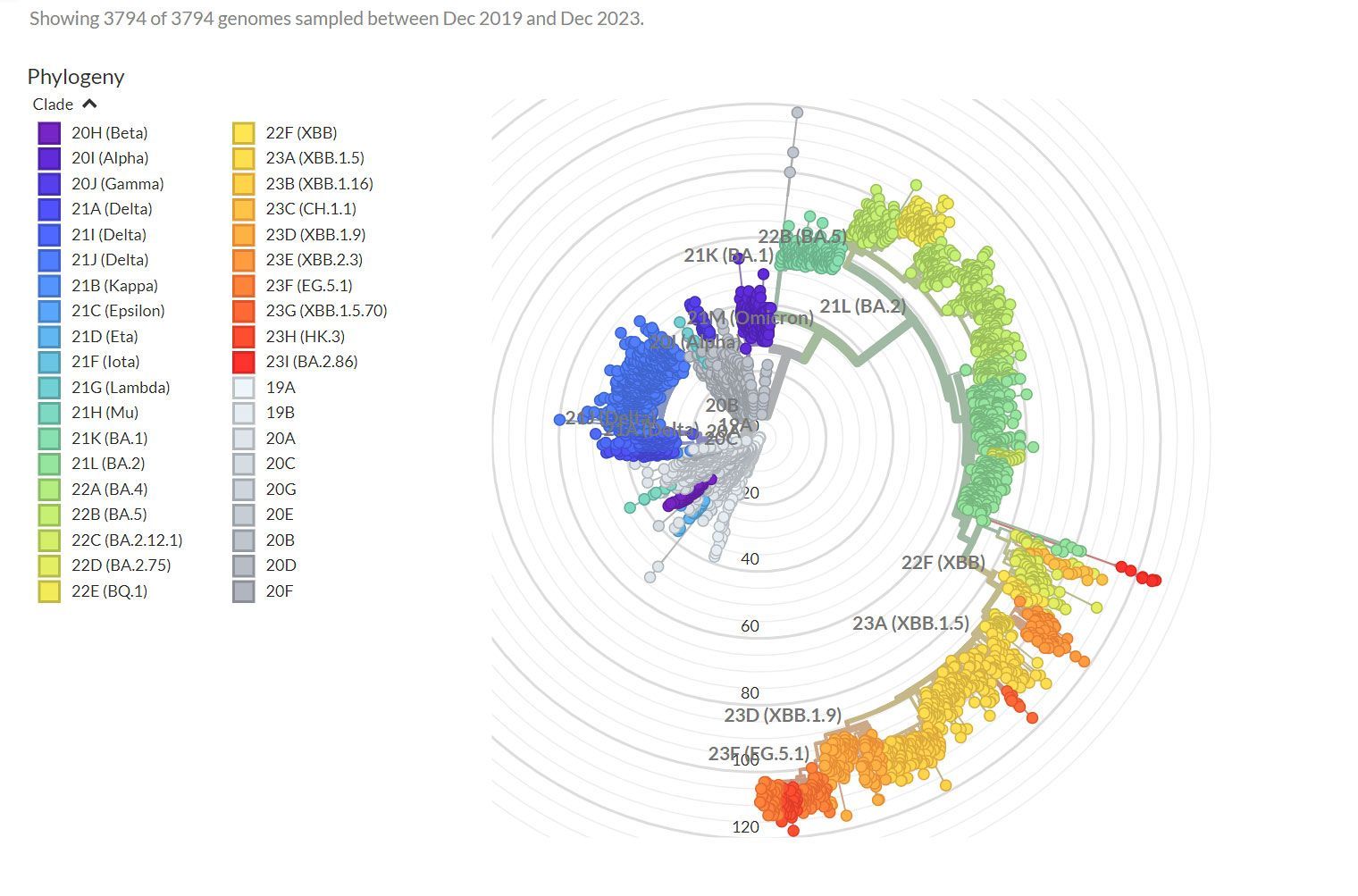 Phylogenic tree illustrating the evolution of the SARS-CoV-2 virus.
