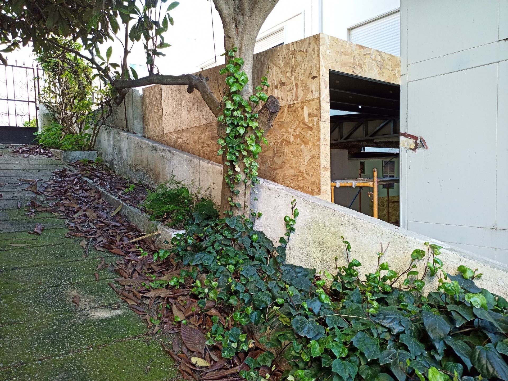 Caminho com muro de contenção de concreto e estrutura de madeira ao lado de uma árvore. Hera verde cresce sobre ele.
