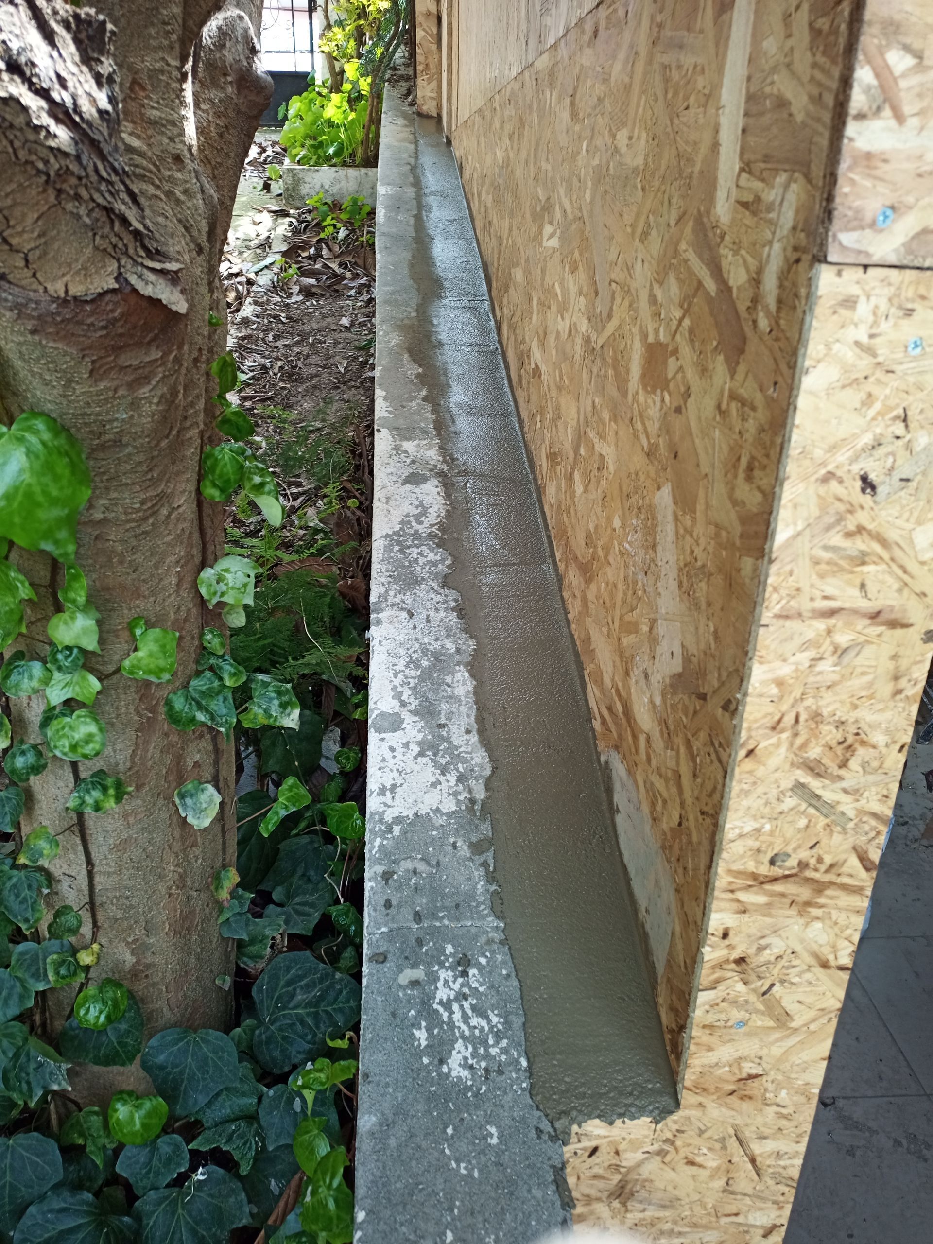 Passarela de concreto ao longo de um muro de madeira e uma árvore.