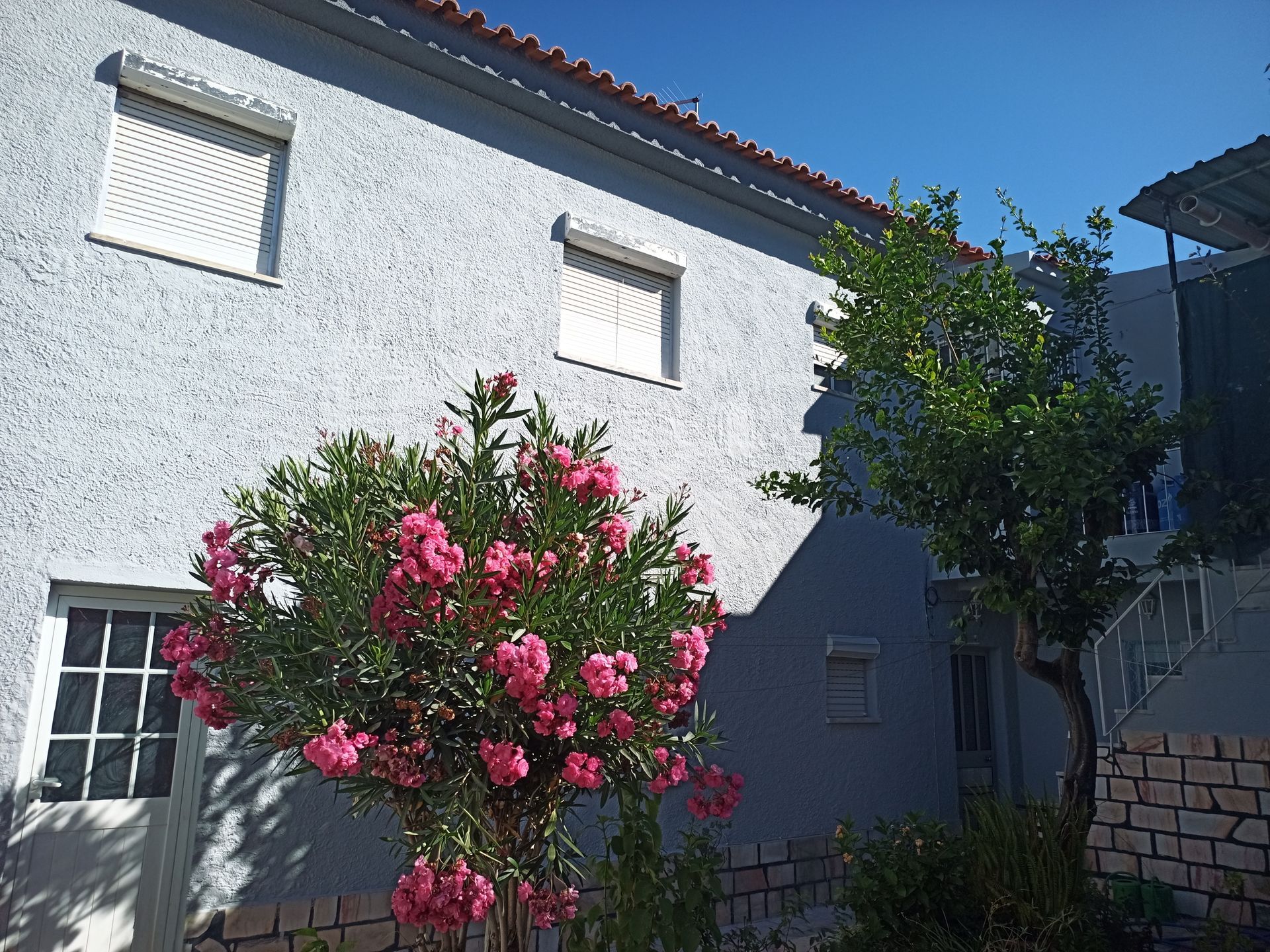 Casa azul-clara com arbusto florido rosa e árvore verde, sob um céu azul e límpido.