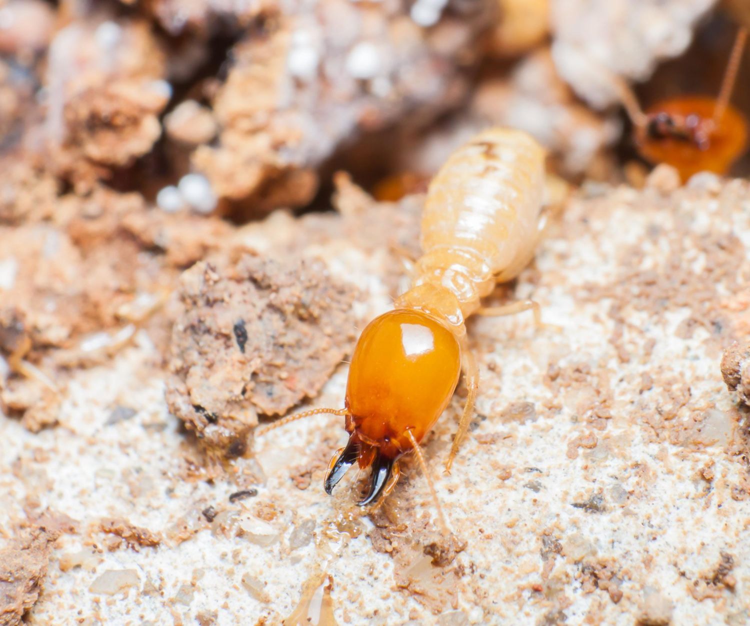 Termite Extermination Leads