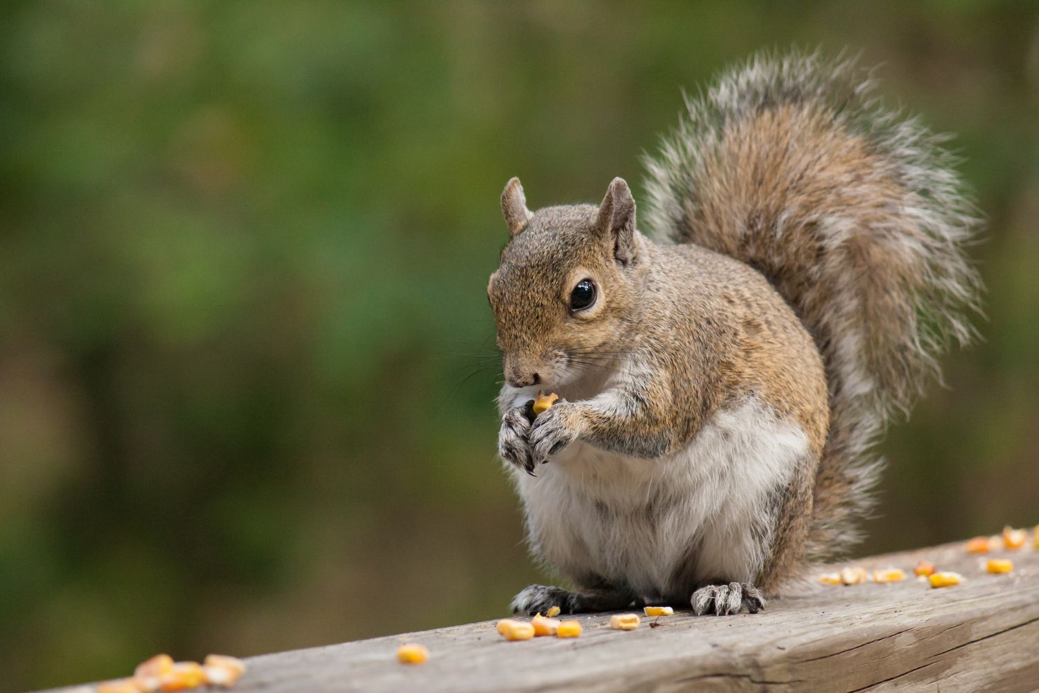 Wildlife Extermination Leads