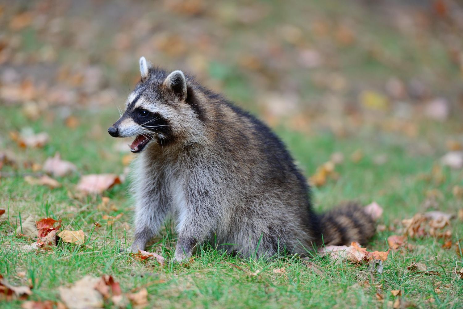 wildlife control leads