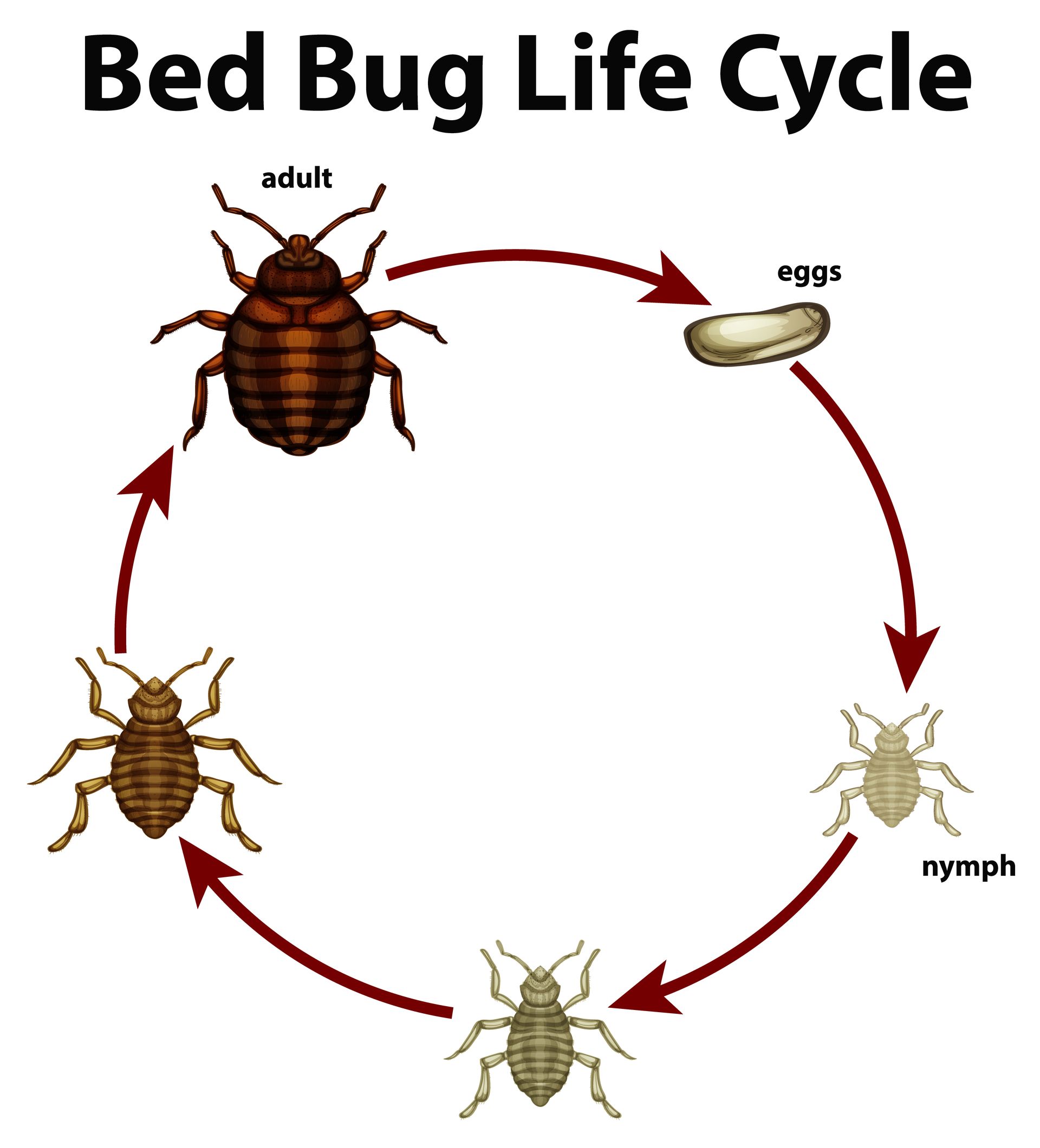 Bed Bug Extermination Leads
