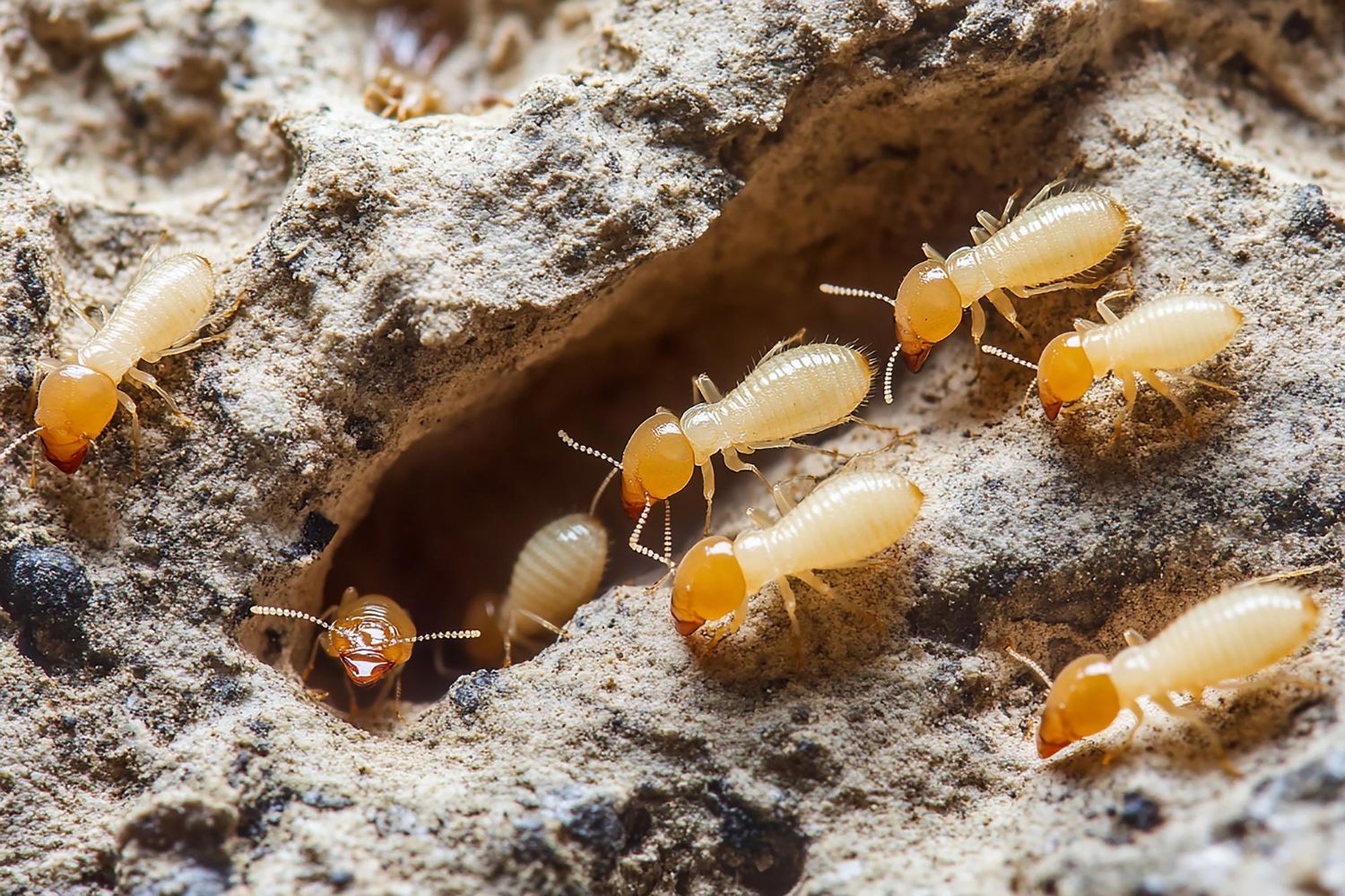 Termite control leads for pest professionals