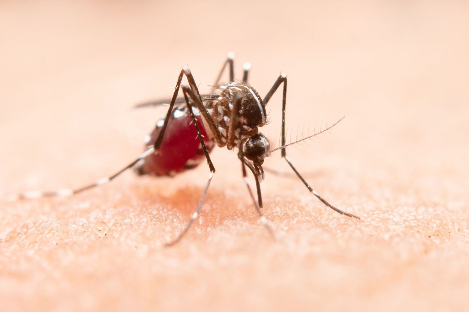 Pest control technician spraying yard for mosquito treatment