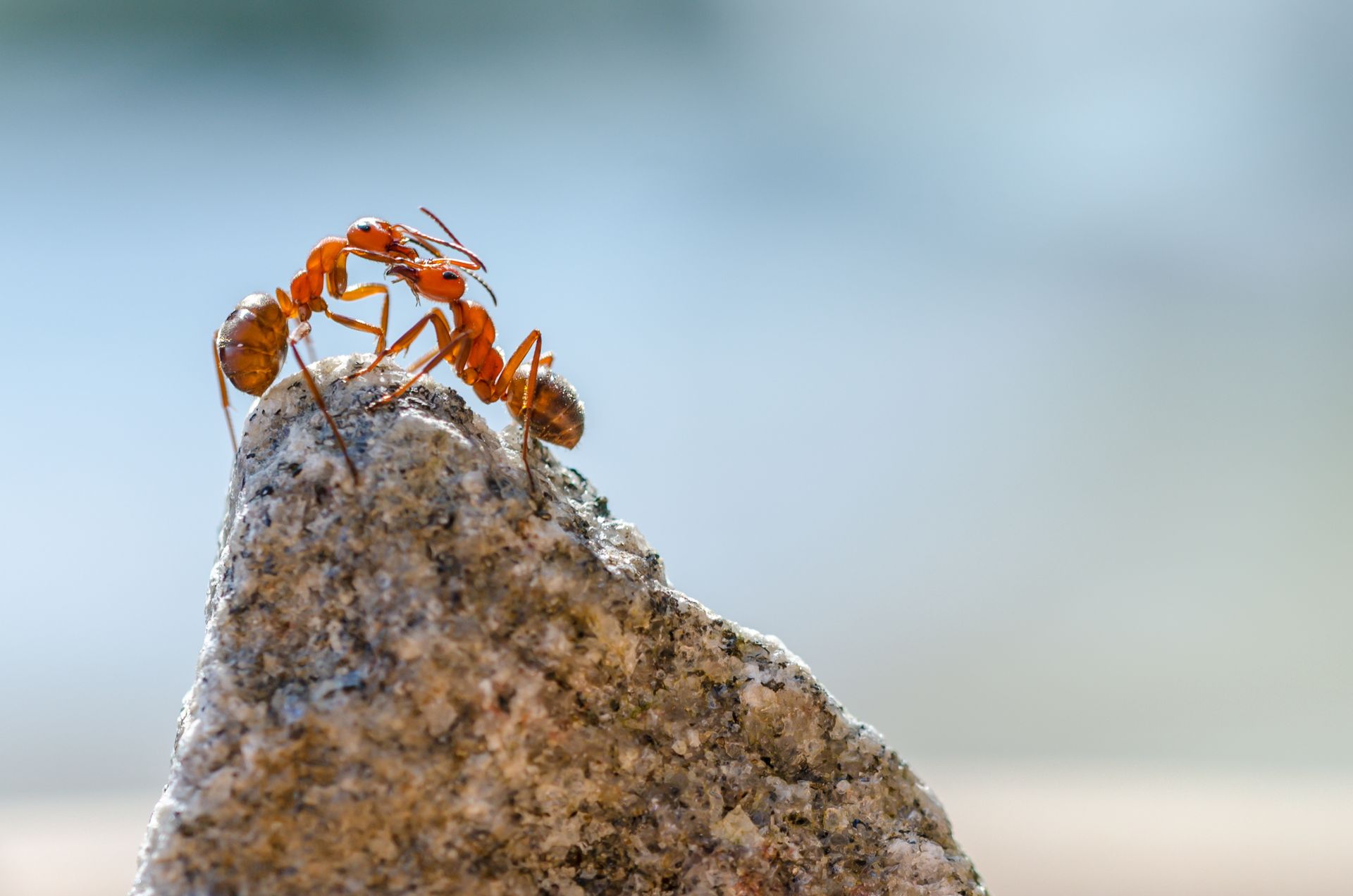Pay Per Lead Pest Control