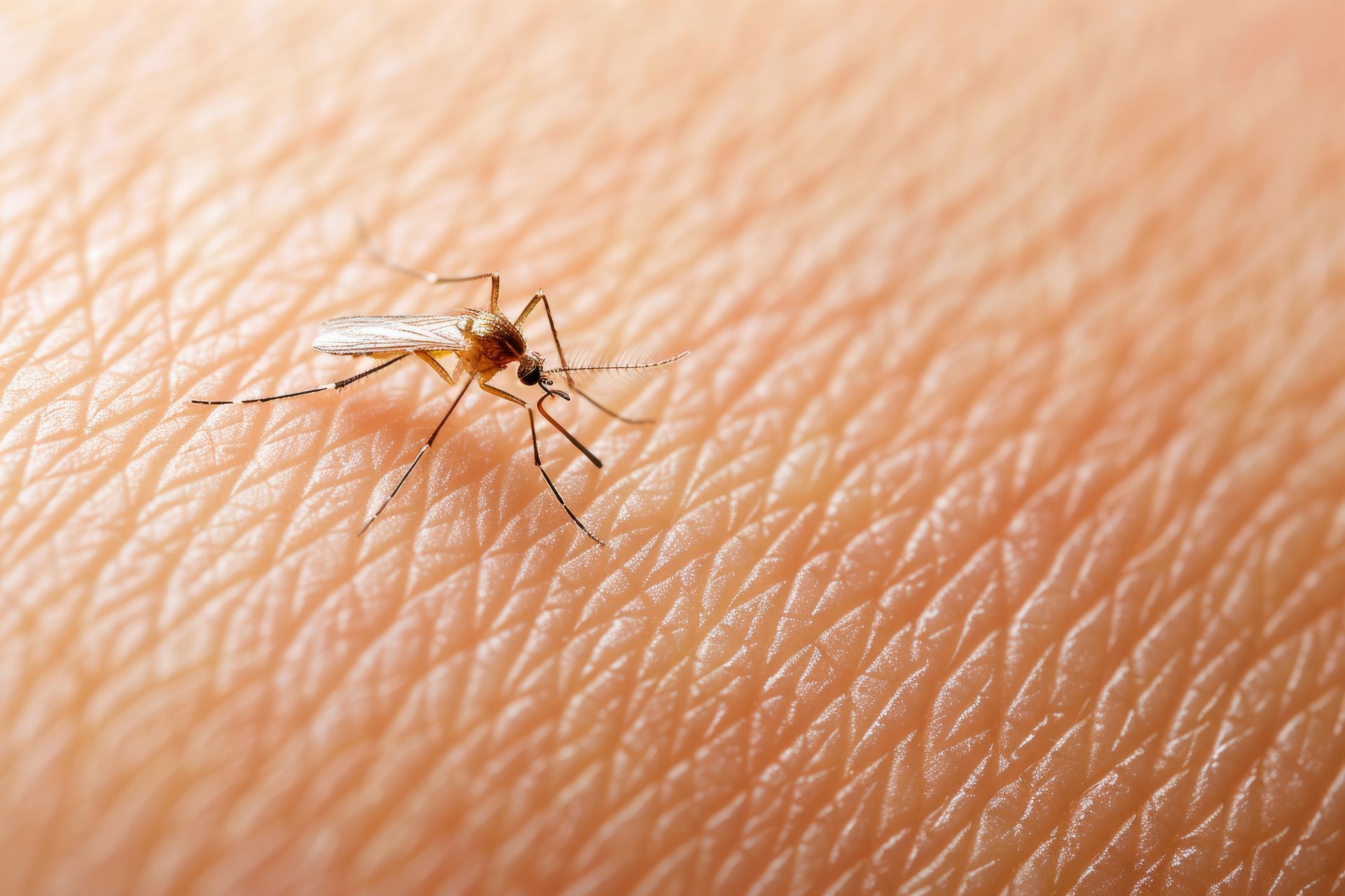 Mosquito control services during summer months