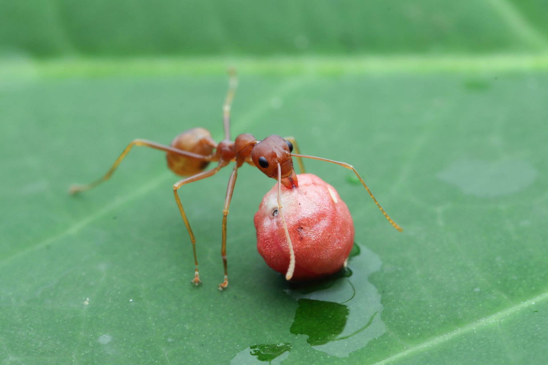Ant Extermination Leads