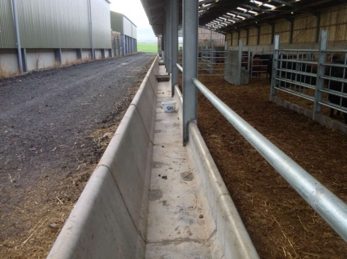 A concrete feed trough runs along the side of a covered cattle shed with a dirt floor and metal fencing.