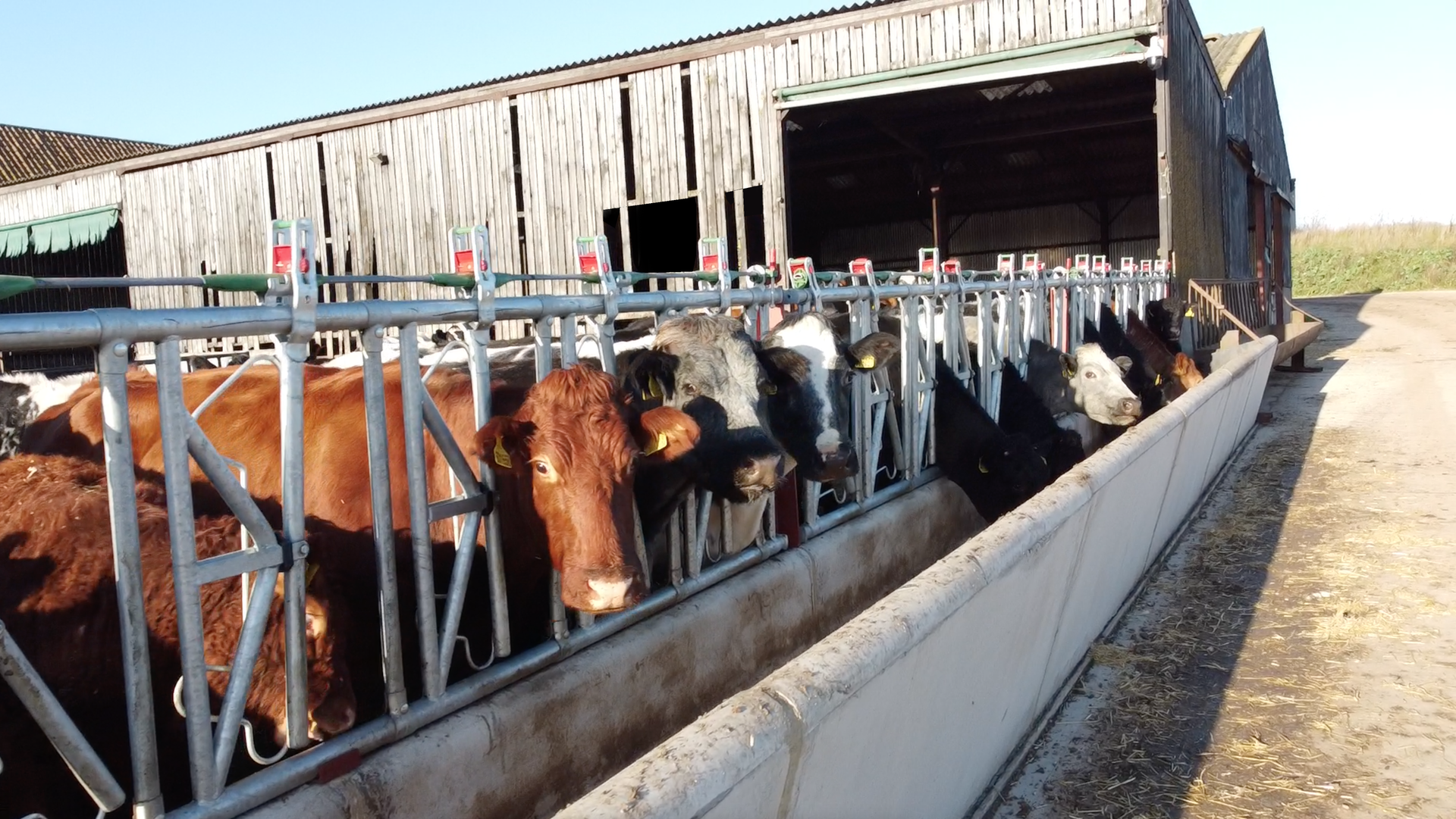 Cows feed from a trough along a metal fence in front of a barn on a sunny day.