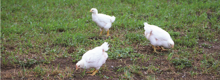 Three white chickens foraging in a grassy field.