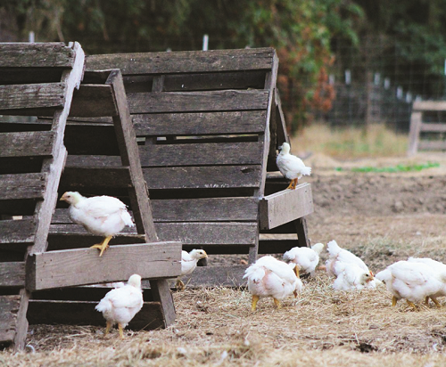 White chicks in a dirt pen near a wooden structure. Several are perched or standing on the structure; others are on the ground.