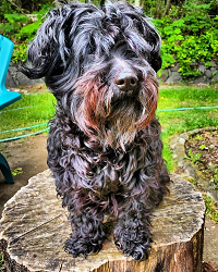 Black scruffy dog with red-tinged beard, sitting on a tree stump in a garden, looking at the camera.