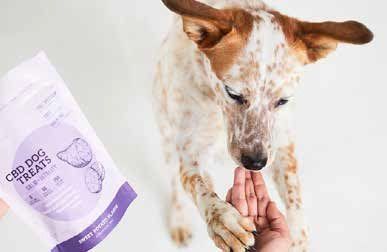 A dog is taking a CBD dog treat from a person's hand; a bag of CBD dog treats is in the frame. The dog has white and brown fur.