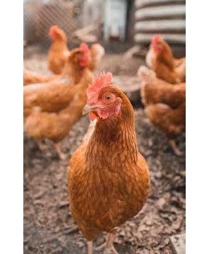 A close-up of a brown hen with other chickens in a barnyard setting.