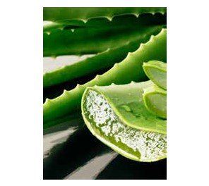 Aloe vera plant with a sliced leaf exposing the gel. Green leaves with serrated edges.