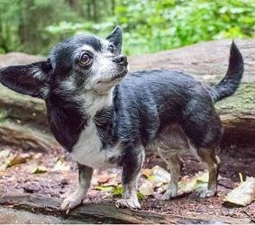 Black and white Chihuahua stands on a fallen log in a wooded area, looking upwards with alert expression.