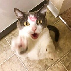 A white and gray cat with a lipstick kiss mark on its forehead, raising a paw and looking surprised.