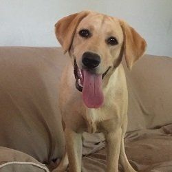 A yellow Labrador Retriever dog with a pink tongue panting, sitting on a tan couch with a happy expression.