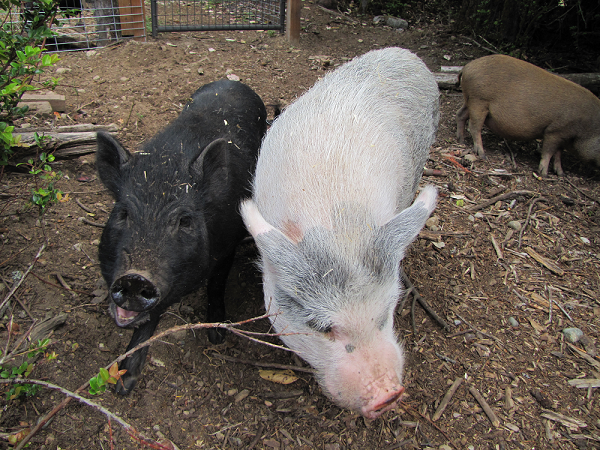 Two pigs, one black and one white, looking at the camera in a dirt-covered pen, with another pig in the background.